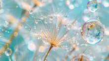 Nature Macro Of Dandelion Seeds In Droplets Of Water On A Blue And Turquoise Background