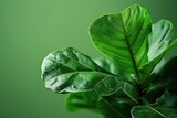 Fototapeta Tulipany - Fiddle Leaf Fig white leaves on green background