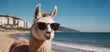 Llama alpaca wearing sunglasses on summer season time. Enjoy vacation.