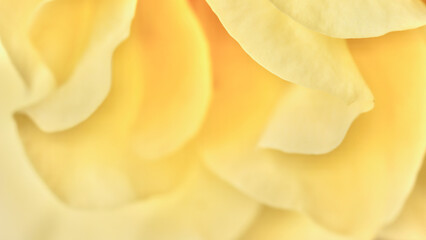 Wall Mural - Yellow rose flower petals. Macro flowers background for holiday design. Soft focus