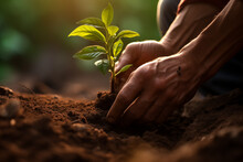 The Gardener's Hands Tenderly Support The Delicate Seedling Against The Backdrop Of Rich, Fertile Soil