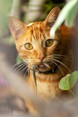 Wall Mural - close up portrait of a red cat catch lizard