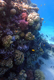 Fototapeta Do akwarium - nice coral reef in the Egypt, Safaga