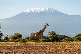 Giraffe and acacia trees with Mount Kilimanjaro in background. Beautiful African landscape with savannah animals and mountains.