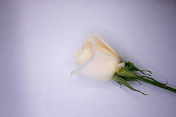 Sticker - a white rose that is sitting on a table and has been placed on a table