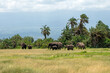 Elephants family on African savanna in Amboseli, Kenya, Africa