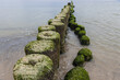 Zweireihige, bemooste Buhnen am Strand von Koserow auf Usedom an der Ostsee