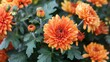 Orange Chrysanthemum in the garden ,Generative ai, 