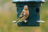 Fototapeta  - Chaffinch on a feeder