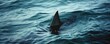 A lone shark fin cuts through the tranquil surface of the ocean in a serene yet eerie natural scene