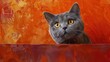 British cat on an orange background