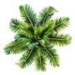 Aerial view of a palm tree against isolated on a Transparent Background. Generative AI