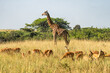 female Masai giraffe and impala in Nyerere National Park Selous Game Reserve in southern Tanzania. The Masai giraffe is listed as endangered by IUCN.