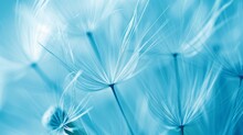 Dandelion Seed In Soft Focus With A Blue Tint. Close-up Photography With A Springtime Concept For Background And Design