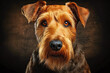 a Welsh Terrier dog