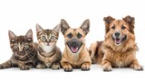 Fototapeta Koty - Group of Dogs and Cats Sitting Together