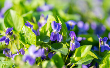 Poster - beautiful violet flowers closeup