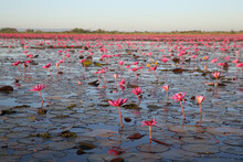 Water Lily. Red Water Lilies In Red Lotus Lake (Talay Bua Daeng) Near Udon Thani City, Thailand. Thai Landscape, Scenery, Nature. Thai Plant, Flowers Of Pink Water Lily. Bloom, Lilies Blossom