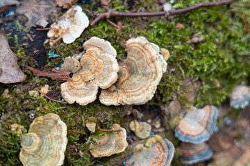 Wall Mural - A beautiful close-up of wood decay fungi growing during early spring. A natural scenery of Northern Europe woodlands.