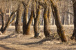 Old trees in the early spring woodlands in Latvia.  Seasonal scenery of Northern Europe.