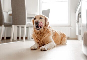 Sticker - Golden Retriever Dog Lies And Licks Itself On Kitchen Floor Bathed In Light