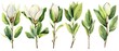 An illustration of a magnolia tree with green leaves isolated on a white background, with elements of spring nature.