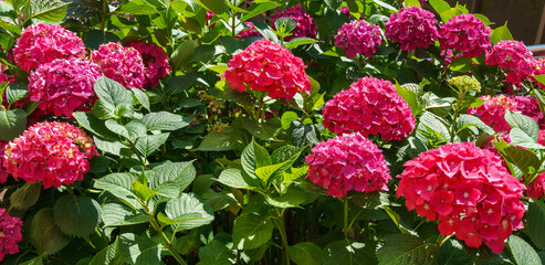 Wall Mural - Macro of pink and red flowers of hydrangea macrophylla. Hydrangea macrophylla Endless summer in bloom