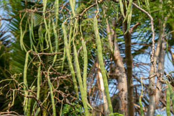 Moringa oleifera tree in bloom with drumstick fruits medicinal plant