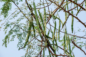 Poster - Moringa oleifera tree in bloom with drumstick fruits medicinal plant