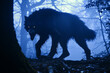 Werewolf silhouette in the dark woods at twilight. Mythical Navajo skin-walker wolf lurking in the forest. Cursed dogman creature.
