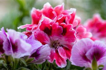 White and purple blooming geraniums.Geranium Grandiflorum, Regal Geranium 