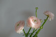 pink buttercups flowers on gray background