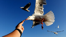 Seagull Bird Spreading Wings Flying Eat.