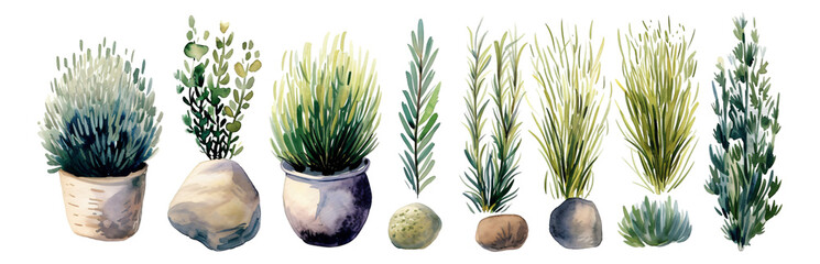 Watercolor style, collection of plant elements, transparent background