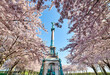 Blooming pink tree branches full of flowers surround the angelic statue for the fallen in war in Copenhagen Langelinieparken or Langelinie park on a peaceful spring day in Scandinavia. Peace concept
