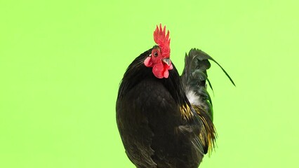 Wall Mural - black rooster looks in different directions in a green screen