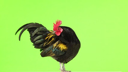 Canvas Print - black rooster adjusts its feathers on a green screen