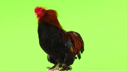 Canvas Print - rooster shakes its comb on a green screen