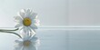 A single white daisy sits on a reflective surface, casting a mirrored image below
