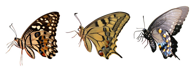 butterfly isolated on white background