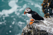 Atlantic Puffins bird or common Puffin in ocean blue background. Fratercula arctica. Iceland and Norway most popular birds