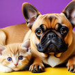Playful Kitty and Puppy on Vibrant Yellow-Violet Background