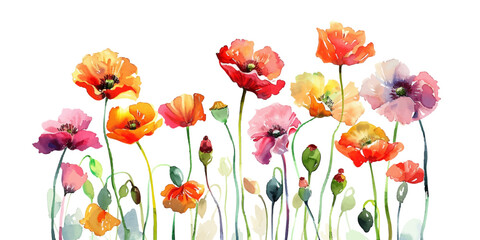 Wall Mural - Watercolor illustration of colorful poppies on a white background