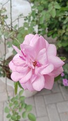 Pink beautiful red rose flower