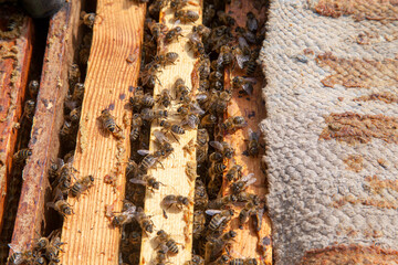 Wall Mural - Open hive showing the bees swarming on a honeycomb..