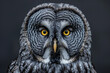 Great grey owl, front view, staring, isolated, endangered species, vertebrate