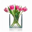 Bouquet of fresh pink tulips in vase isolated on white background