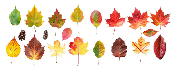 Wall Mural - Set autumn, leaf, leaves, fall, isolated on white, in different positions, realistic
