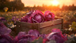 Red Cabbage harvested in a wooden box with field and sunset in the background. Natural organic fruit abundance. Agriculture, healthy and natural food concept. Horizontal composition.