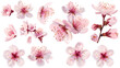 pink and white flowers, Set of flowers, spring, flora, in different positions, realistic, 3D
